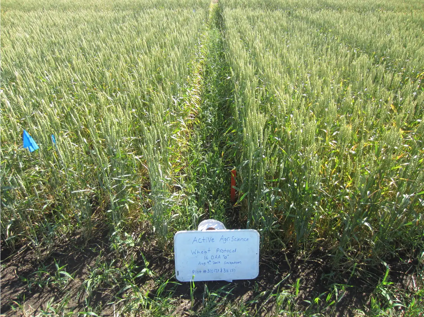 Comparing corn treated with Active BUILD against untreated.