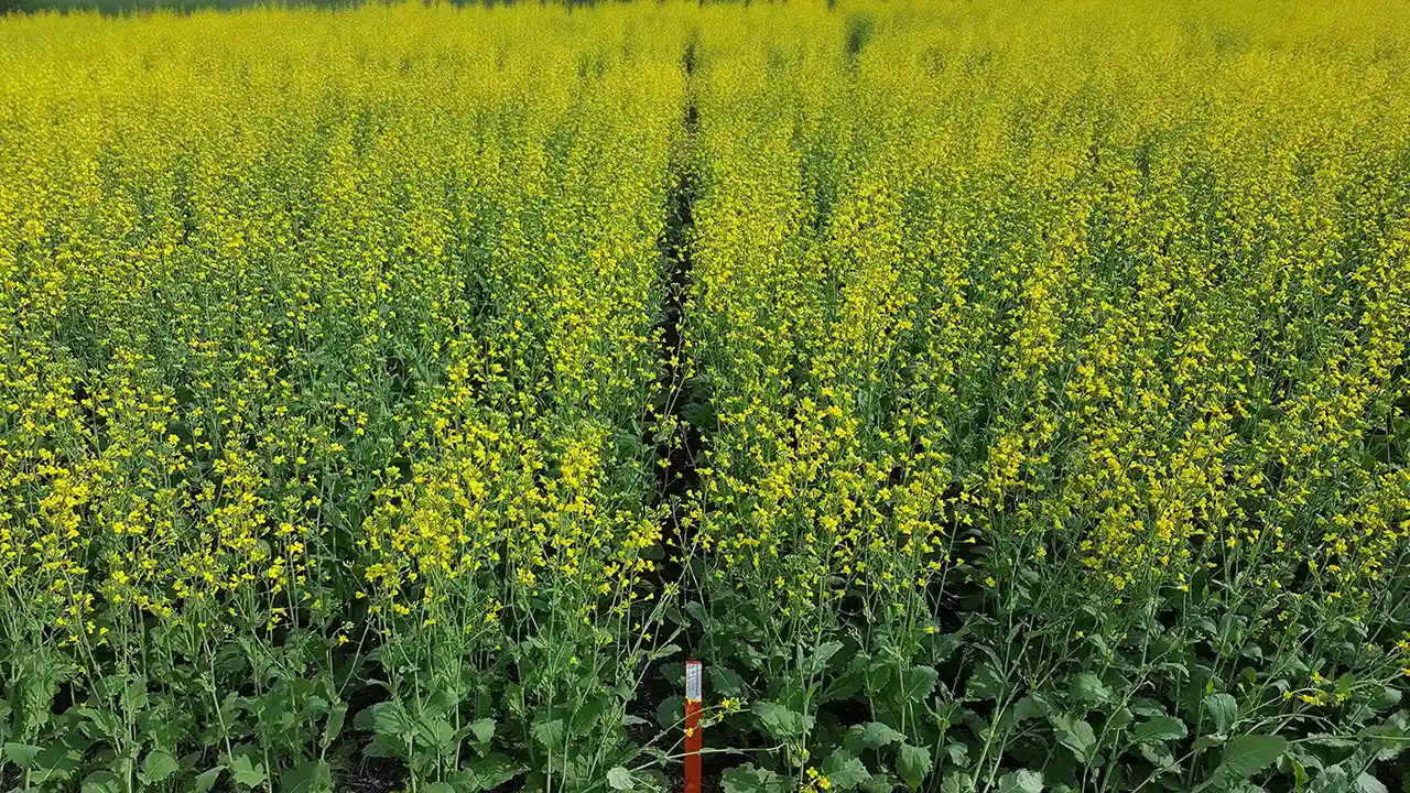 Comparing canola treated with Active FLOWER against untreated.
