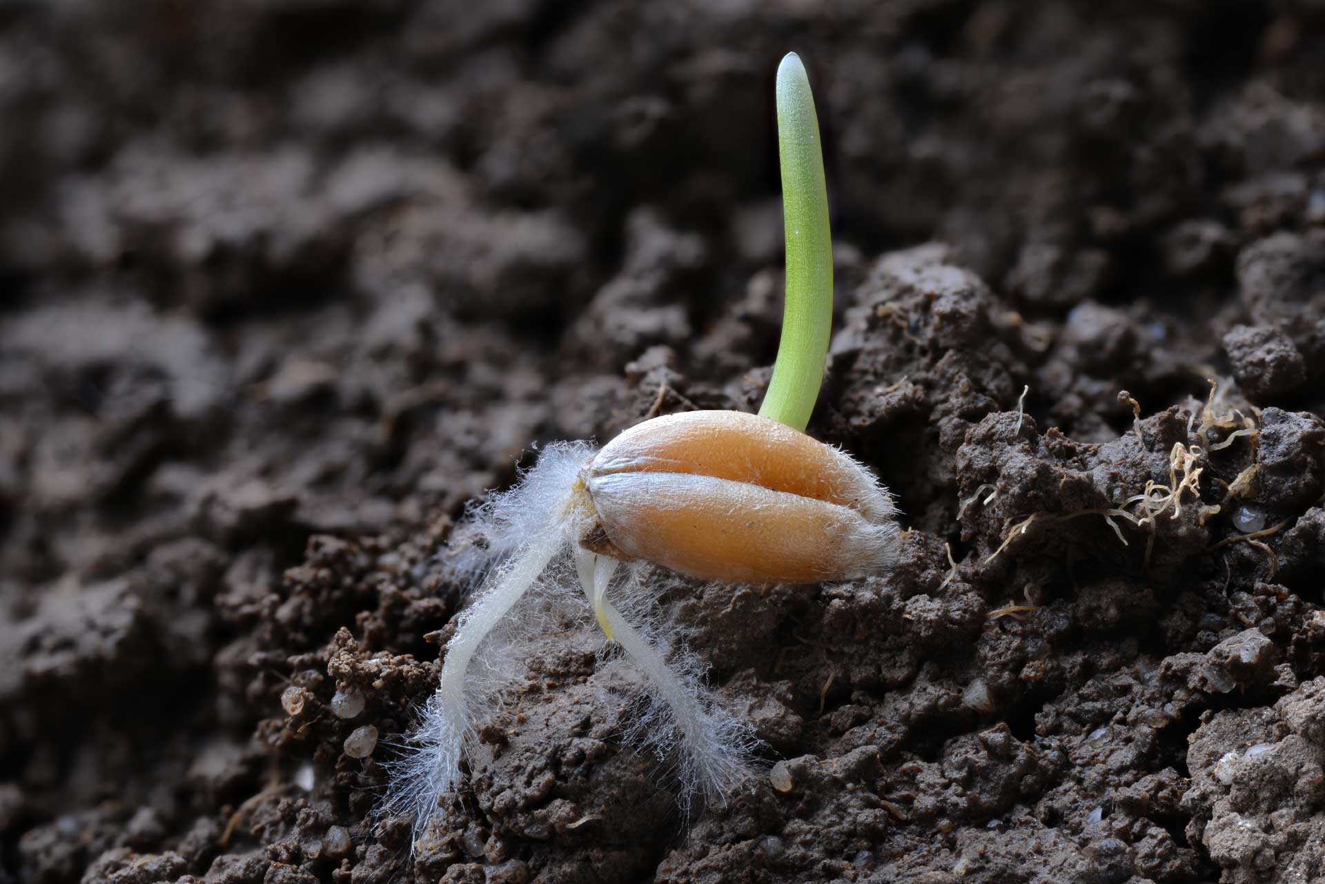 wheat seedling
