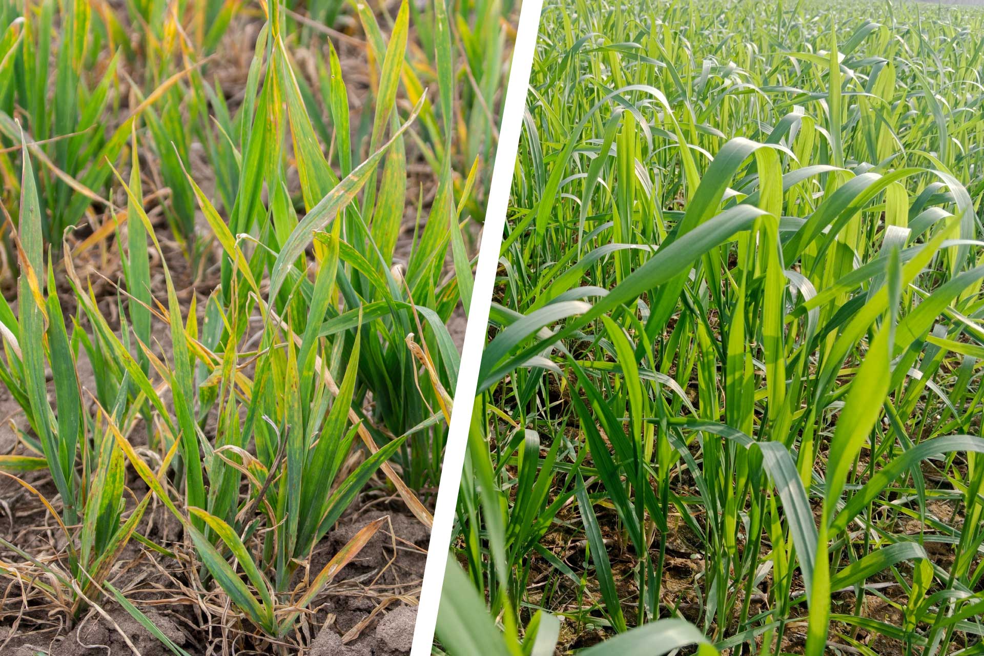 Unhealthy-vs-healthy-wheat