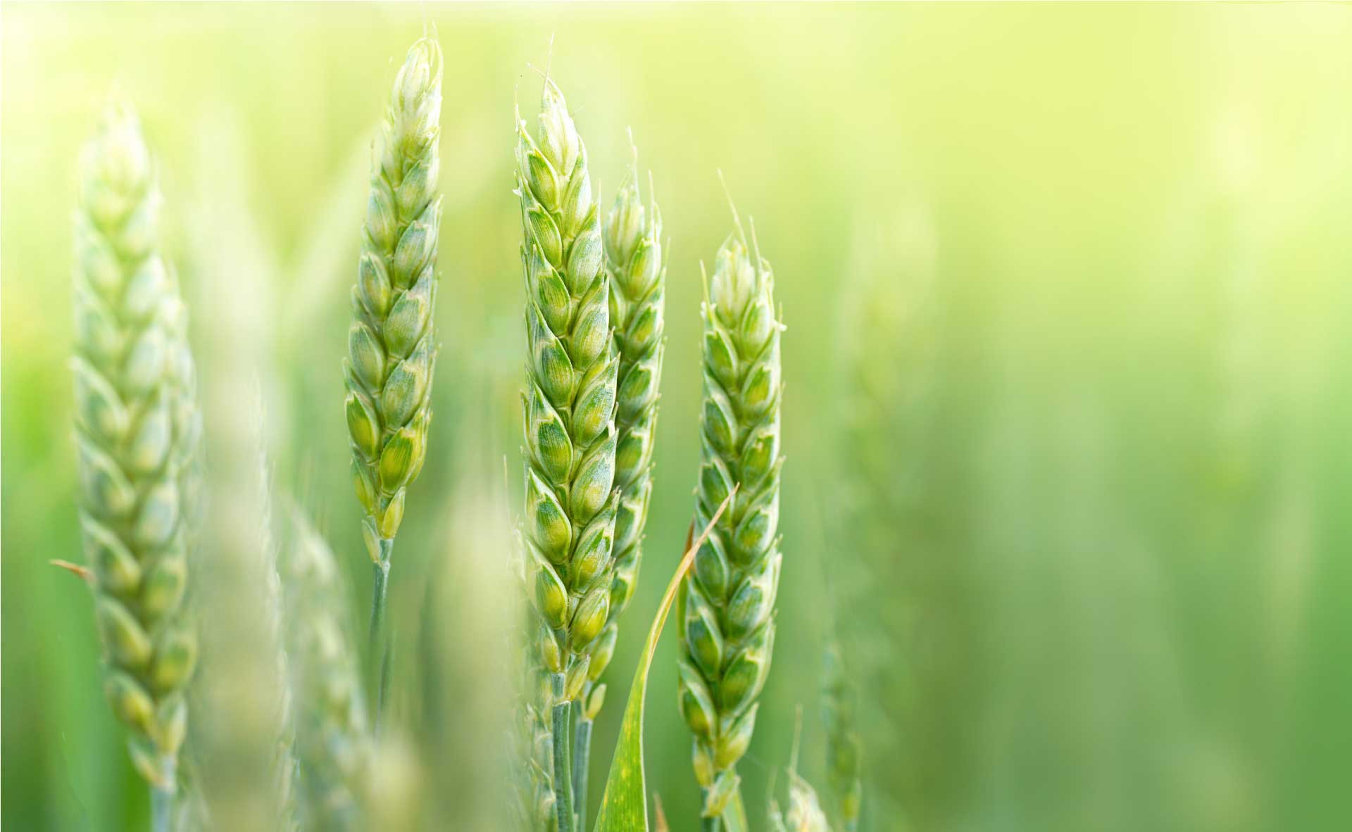 grainfill-stage-wheat