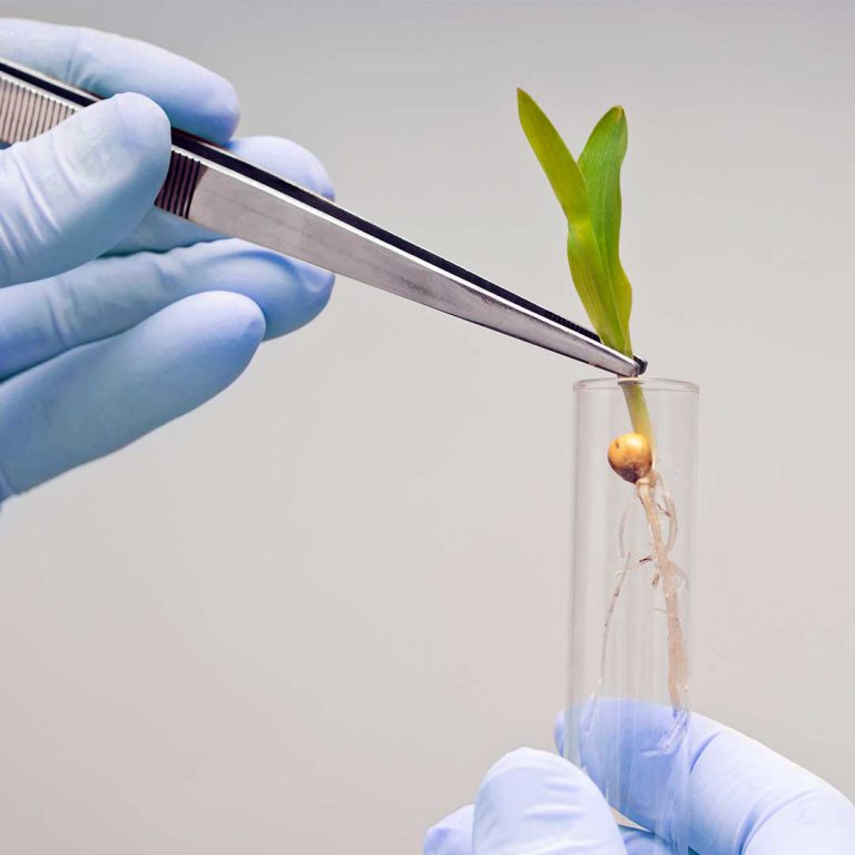 seed in test tube