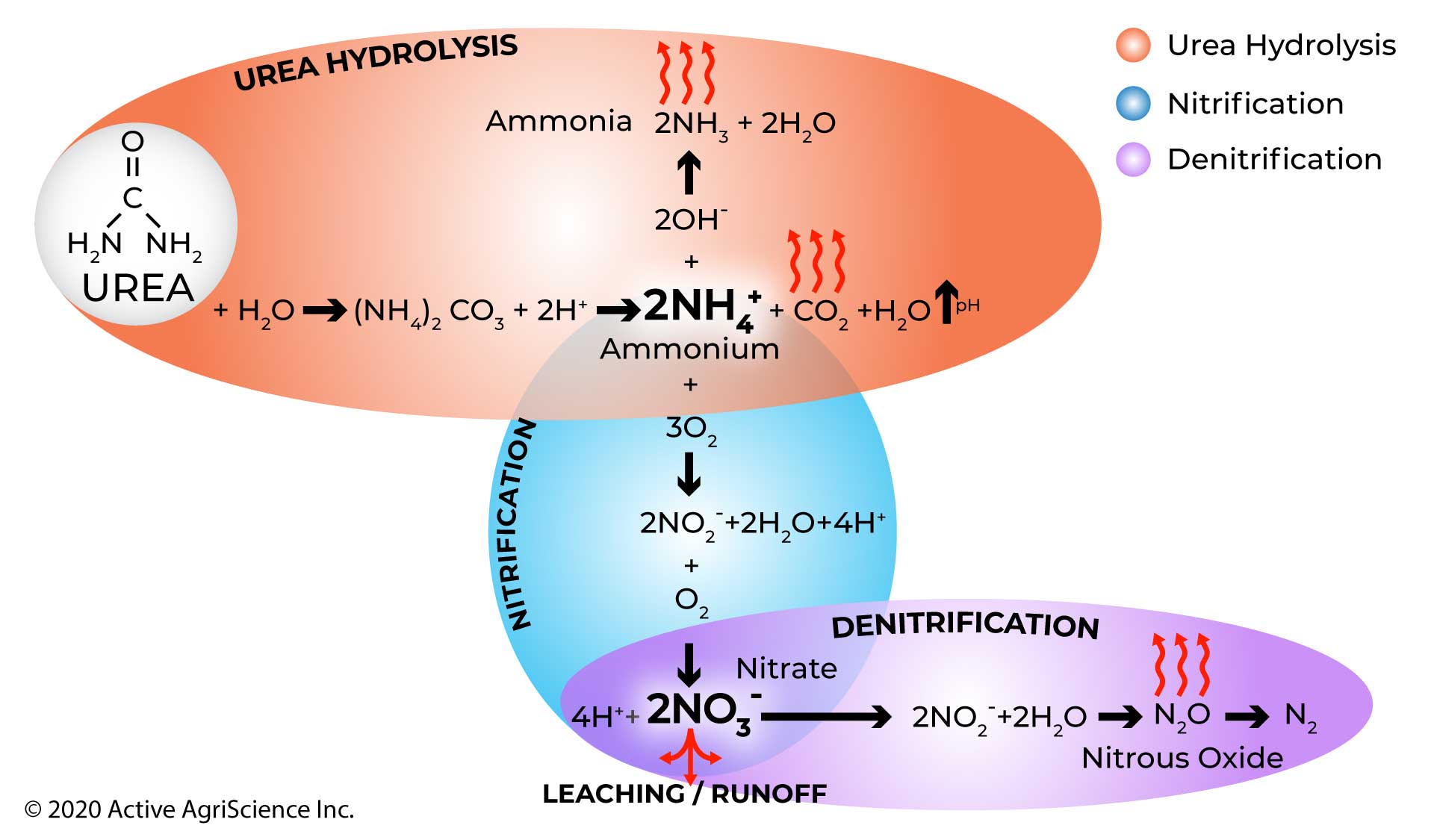 Chemical transformation of Urea fertilizer.