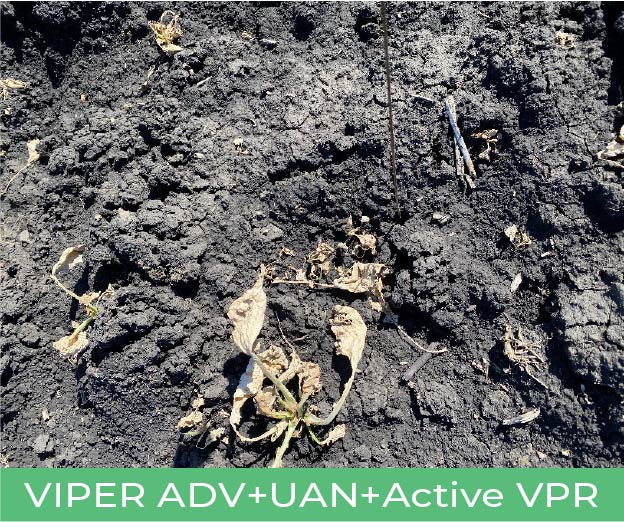 Weeds treated with Viper ADV + UAN + Active VPR