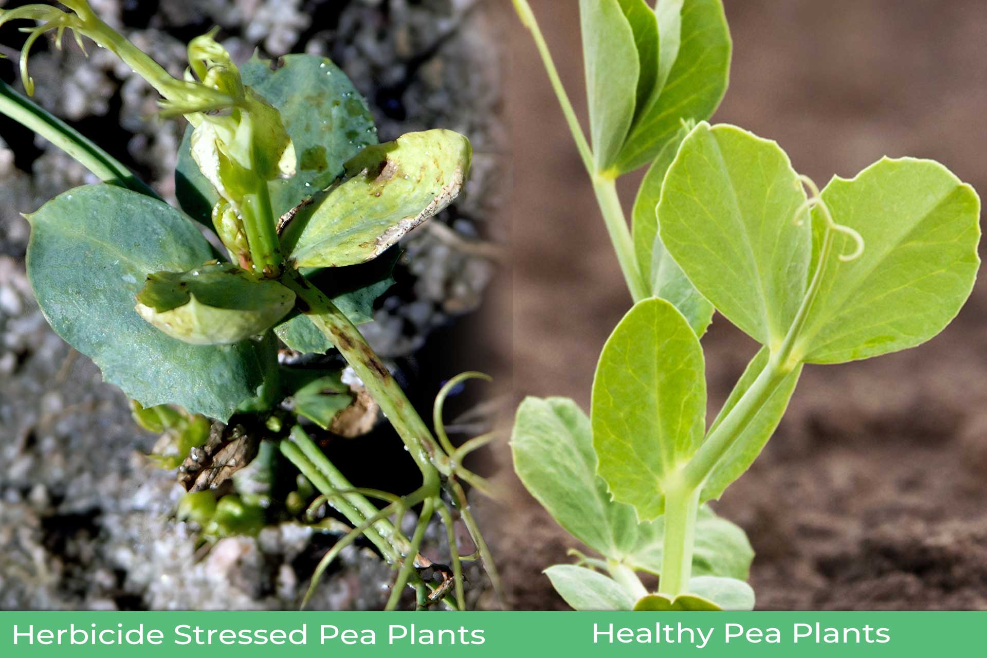 herbicide-stress