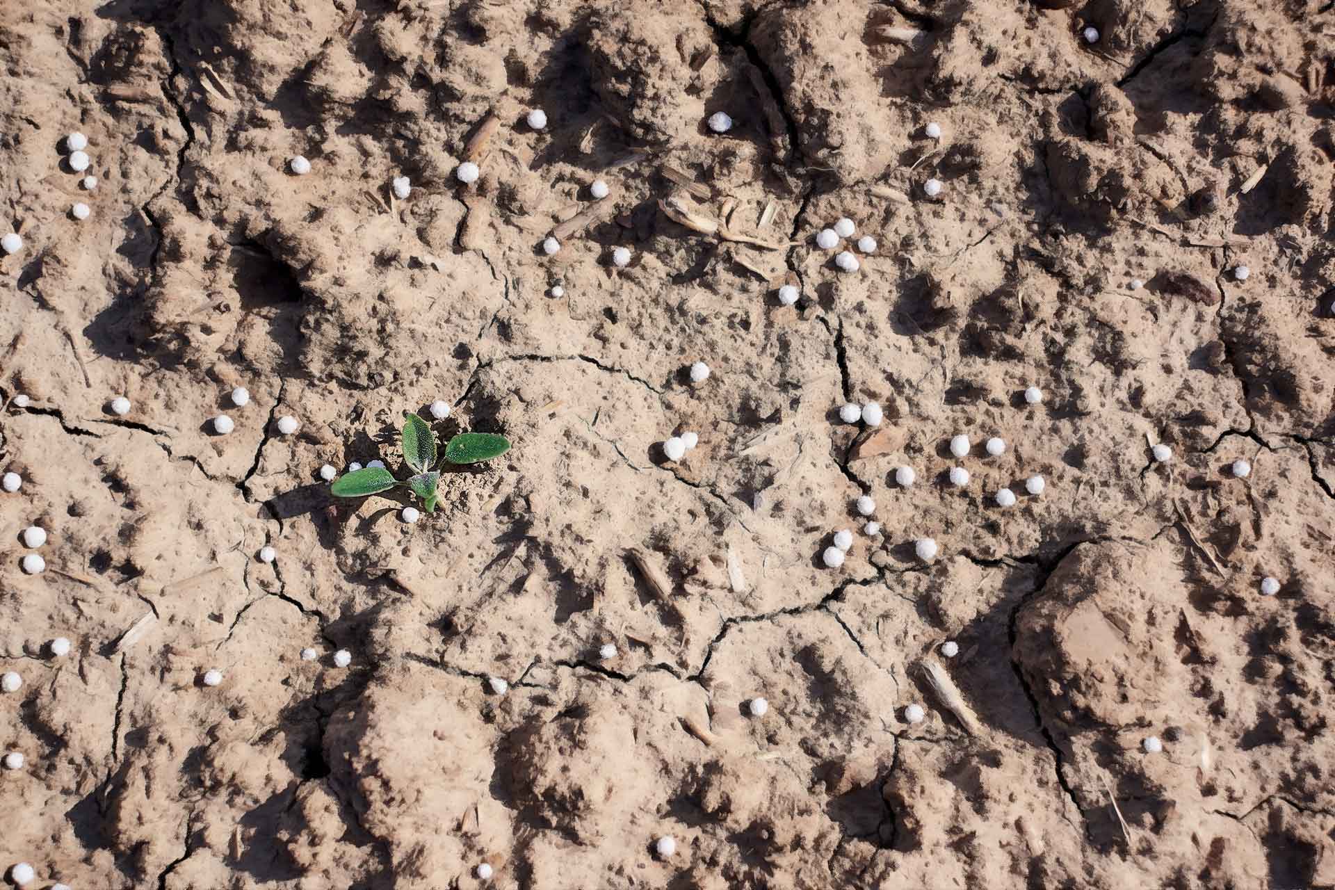 urea-fertilizer