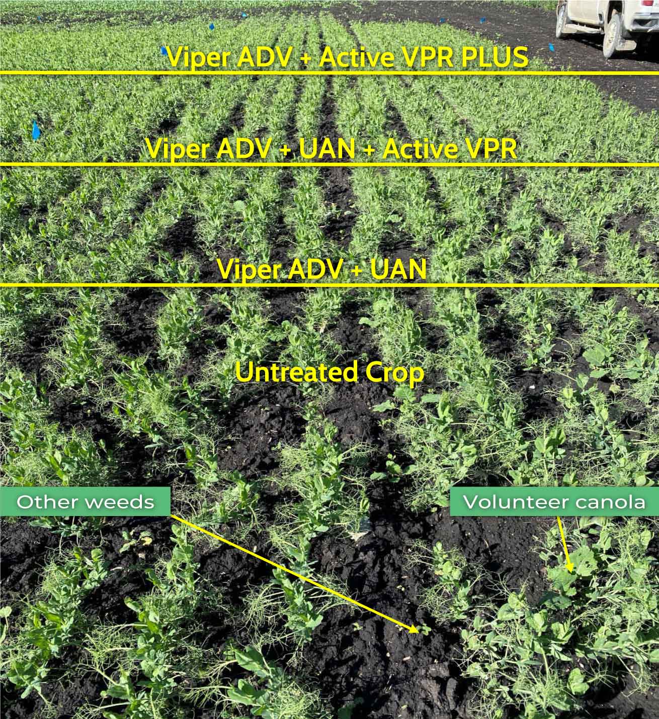 Trial to determine how each agrochemical mixture effects herbicide efficacy and crop herbicide stress. All treated plots had 100% control over weeds while peas treated with Active VPR or Active VPR PLUS showed signs of improved plant growth.