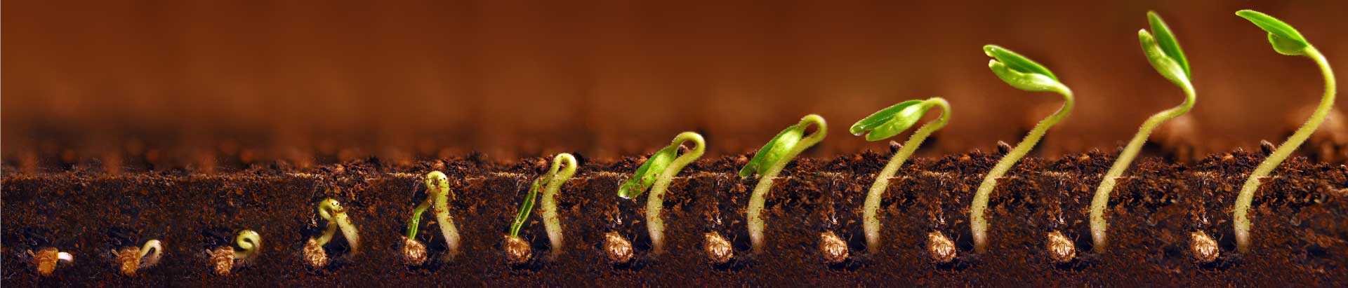 seedling-growth