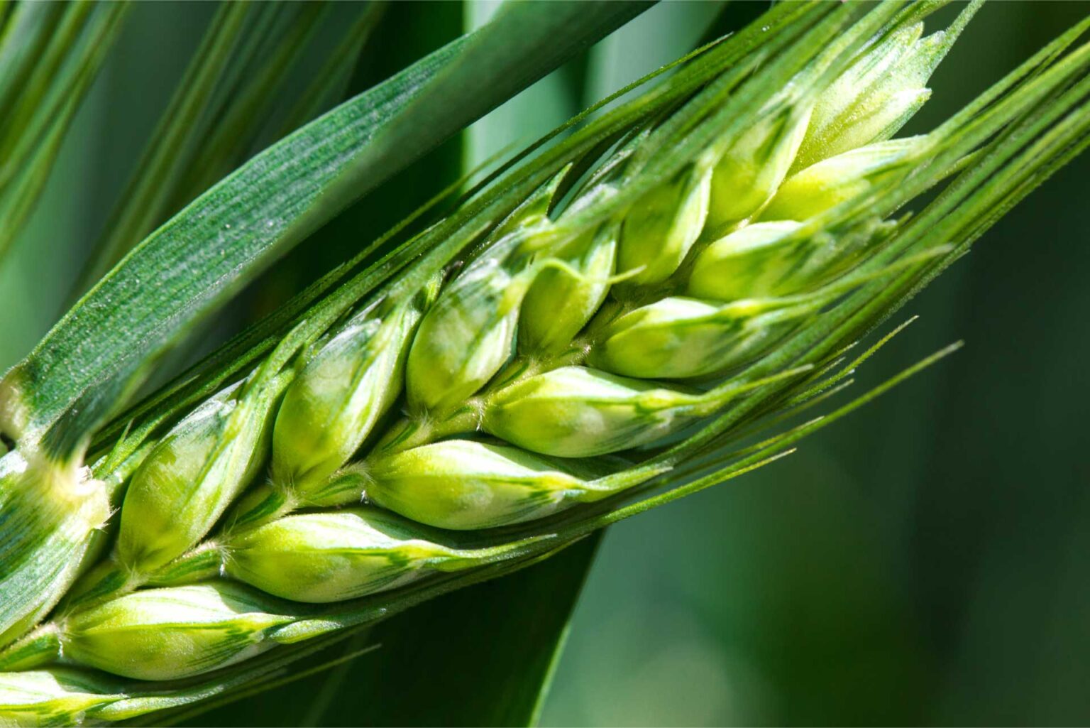 Enhanced Grain Filling For A Higher Yield Active AgriScience