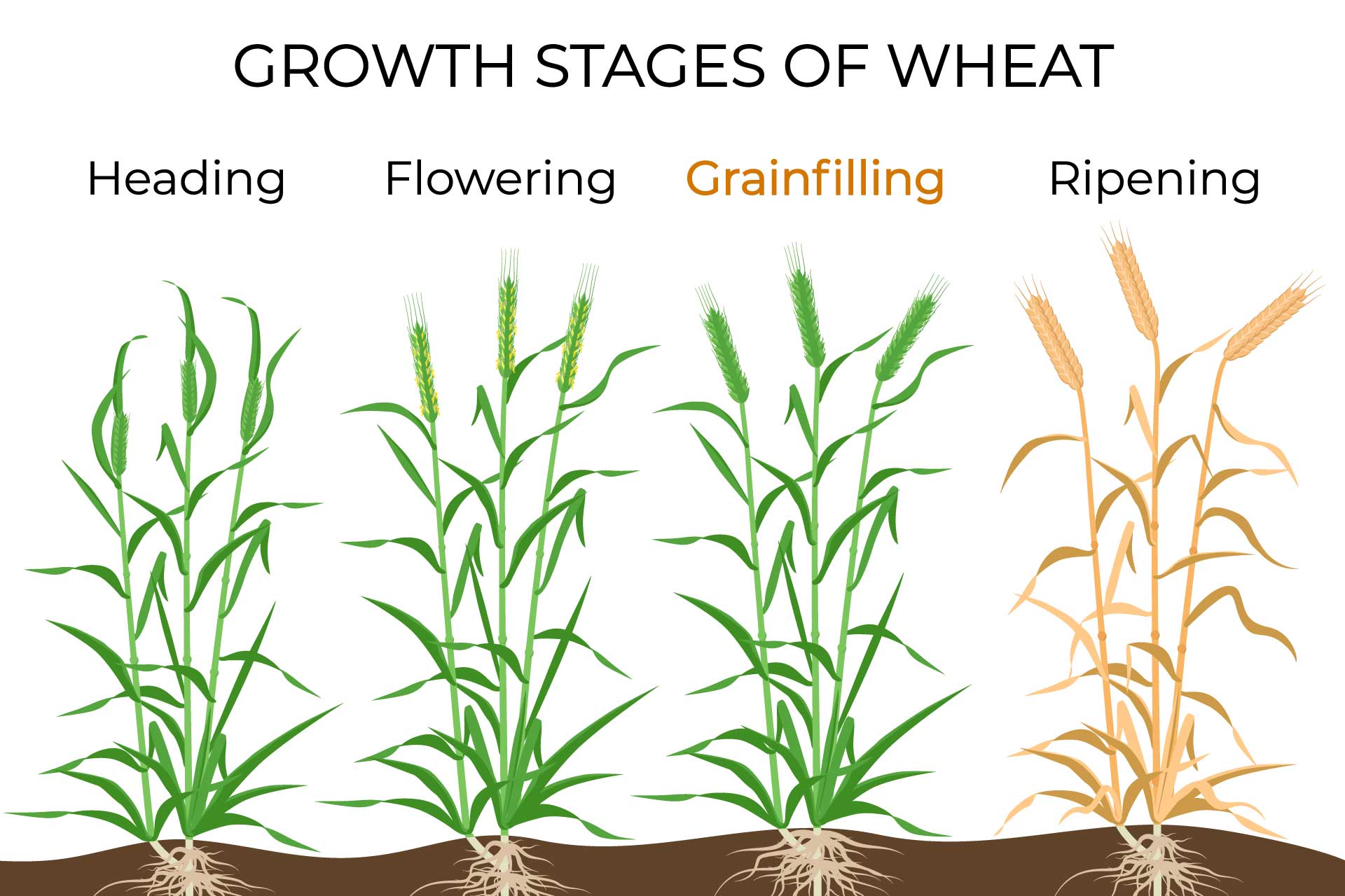 Growth stages of wheat.