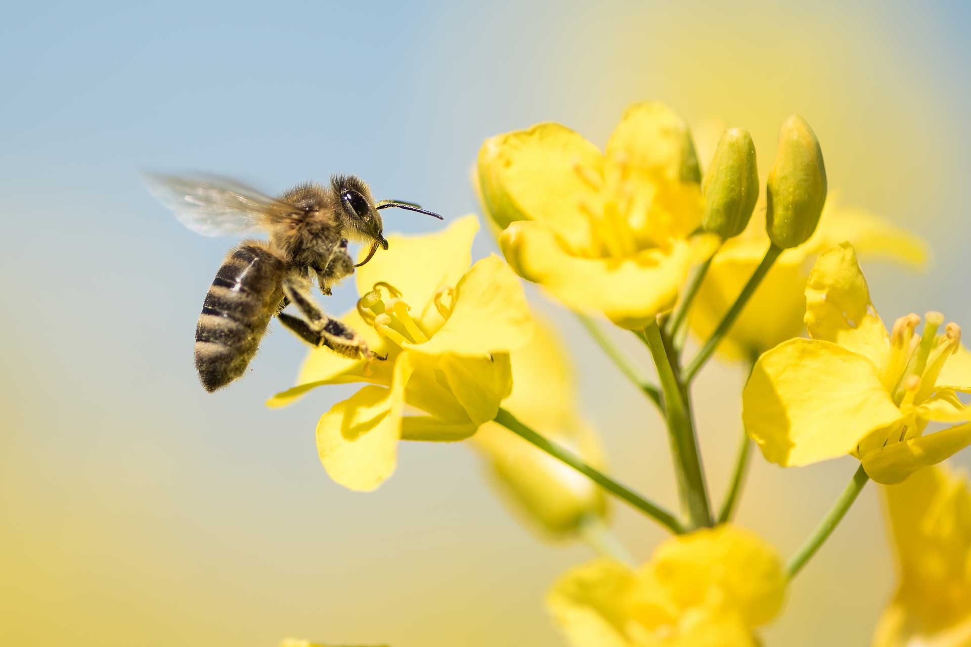 bee pollinating canola flower