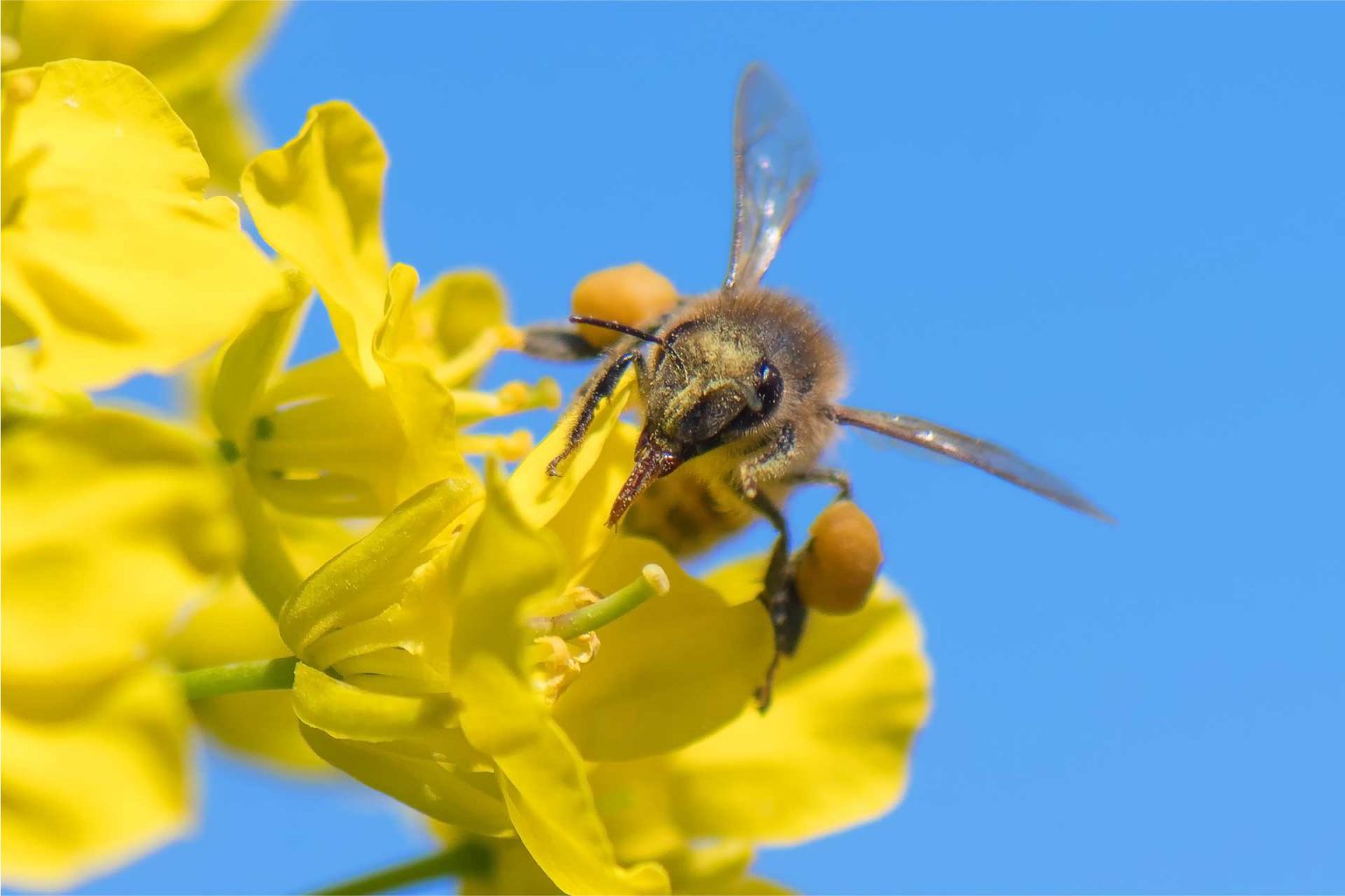 bee pollinating canola flower